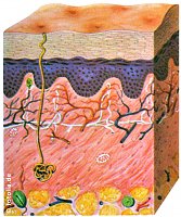 Querschnitt der Haut (wirsinds / SHK)