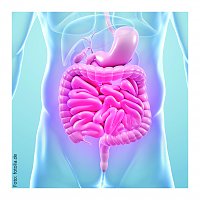 Grafische Darstellung vom Darm (fotolia 7 SHK)